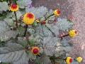 Peek-A-Boo Plant / Spilanthes oleracea 